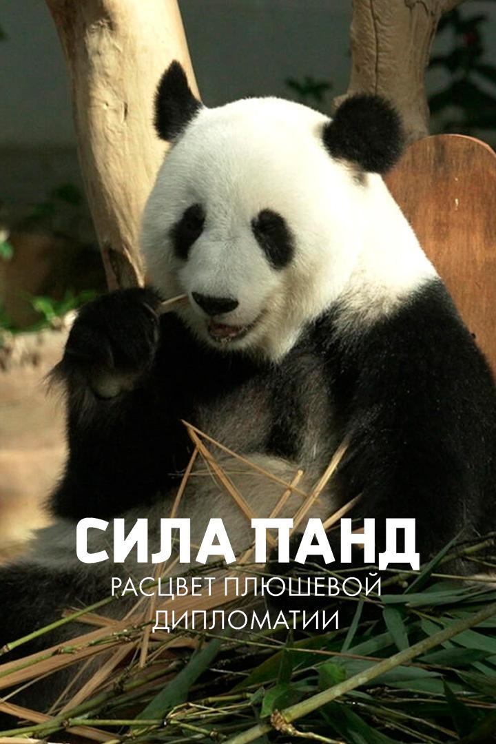 Сила панд: расцвет плюшевой дипломатии