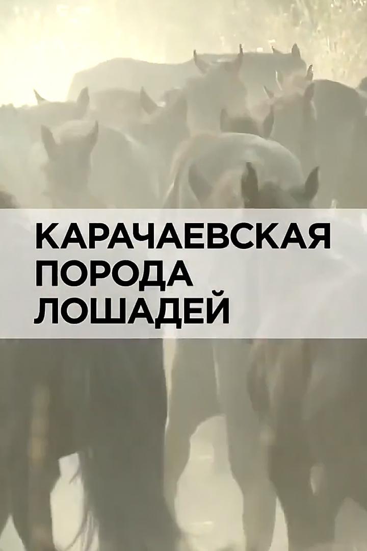 Карачаевская порода лошадей