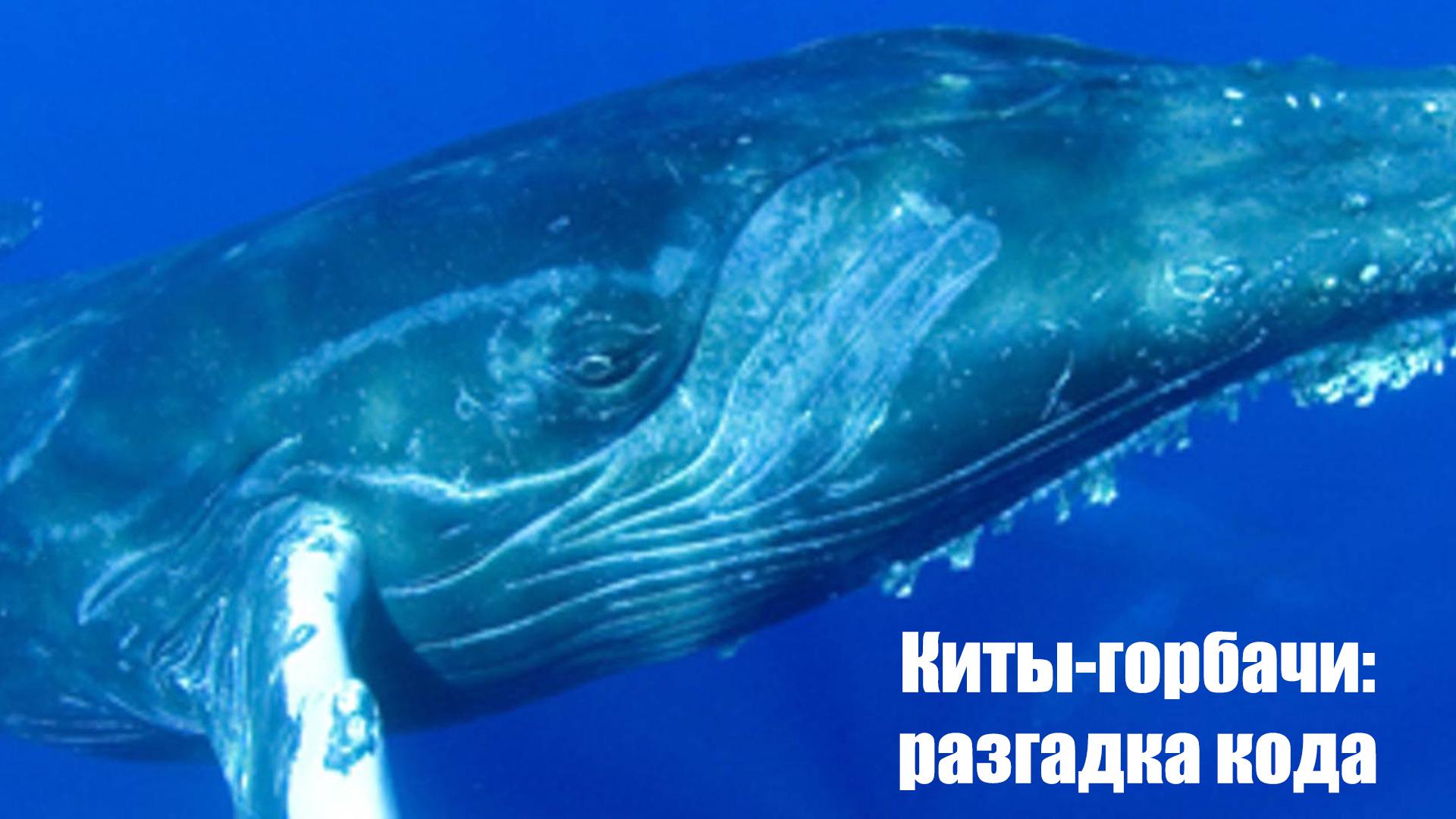 Киты-горбачи: разгадка кода