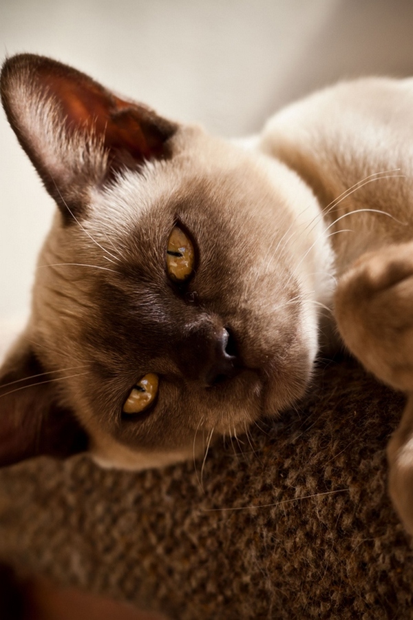 Кошачий алфавит