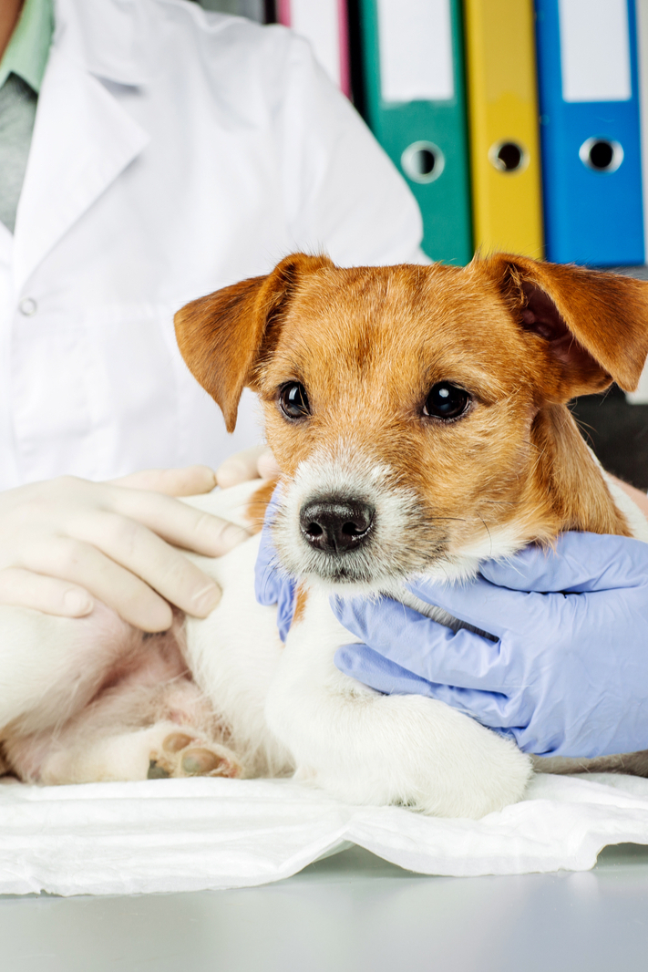 Школа ветеринаров: сафари