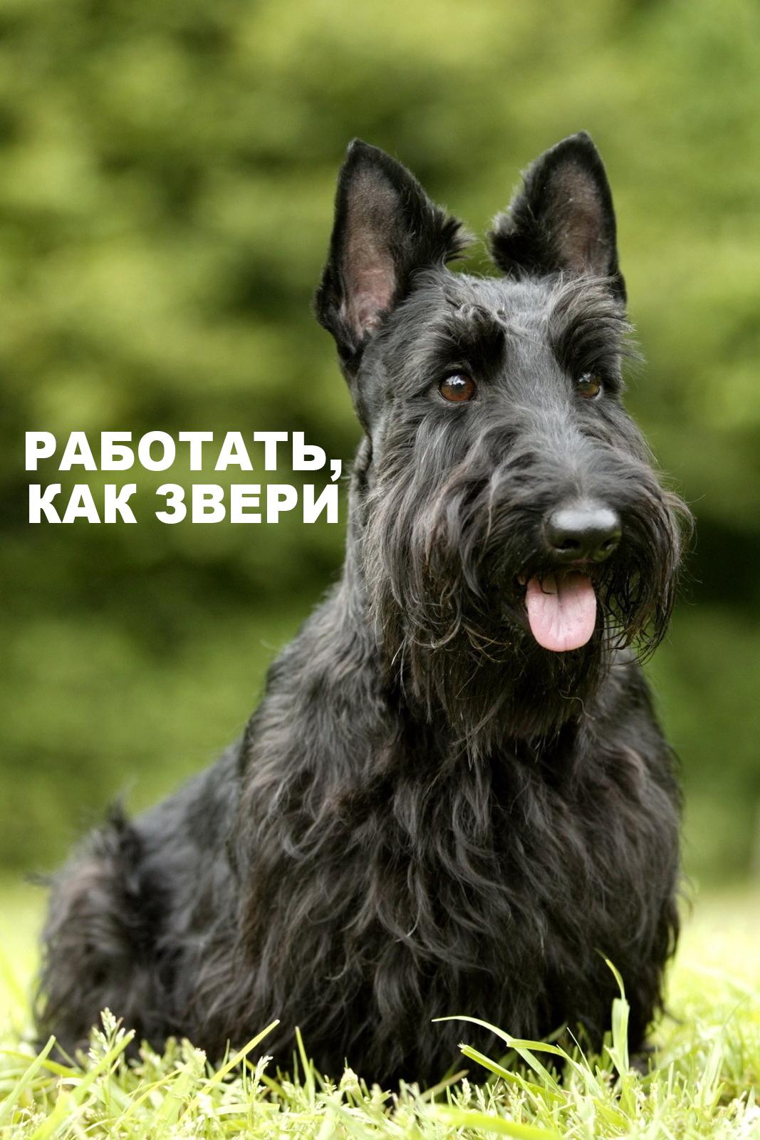 Работать, как звери
