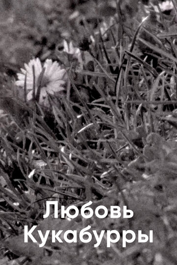 Любовь кукабурры