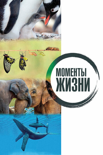 Моменты жизни